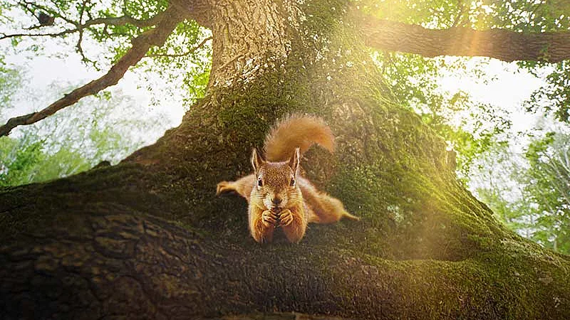 Filmbild: Eichh&ouml;rnchen auf Eichenstamm