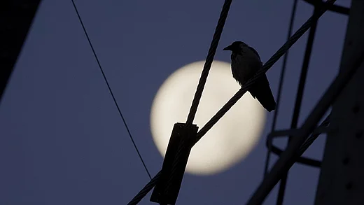 Film Krähen - Die Natur beobachtet uns