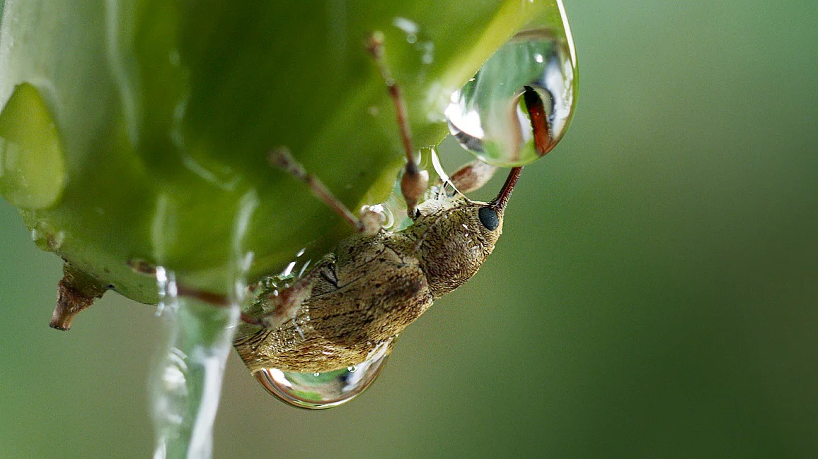Link zum FilmTipp Die Eiche - Mein Zuhause