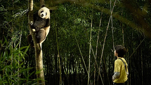 Film Moon, der Panda