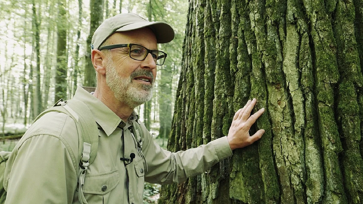 Link zum FilmTipp Das geheime Leben der Bäume
