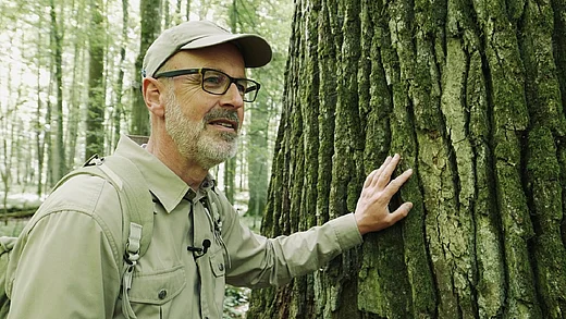 Film Das geheime Leben der Bäume