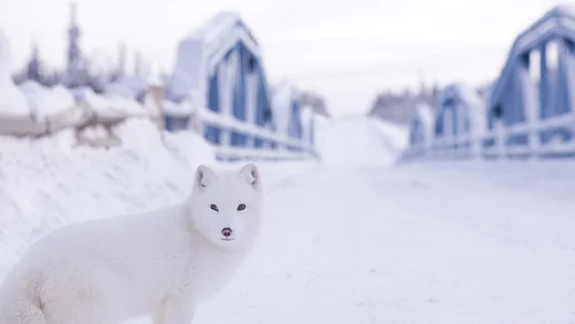 Film Die Abenteuer von Kina & Yuk
